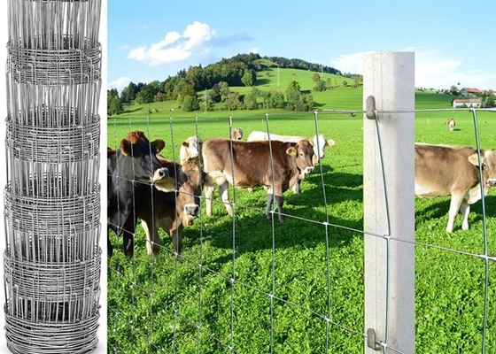 O eletro da proteção galvanizou o gado de aço cerca, cerca dos cervos/fio da pastagem